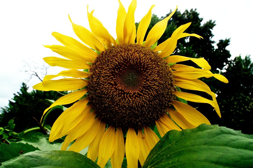 everyday can be a new day rufus mangrove