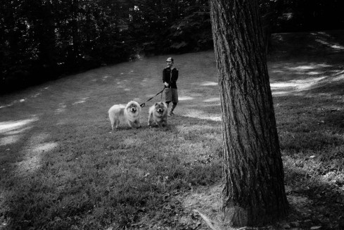 the dogs by rufus mangrove copyrighted material